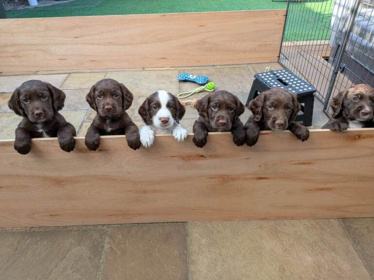 Cocker X Sprocker Pups