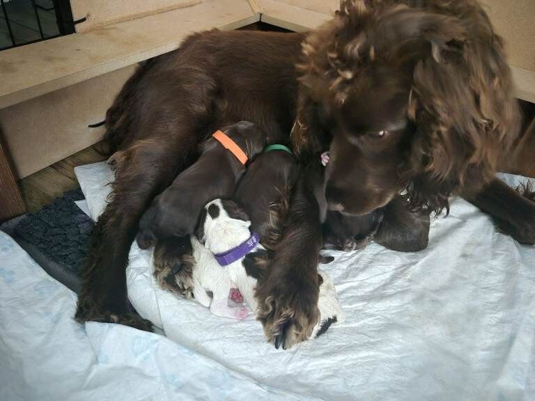 Cocker X Sprocker Pups - Image 2 of 5