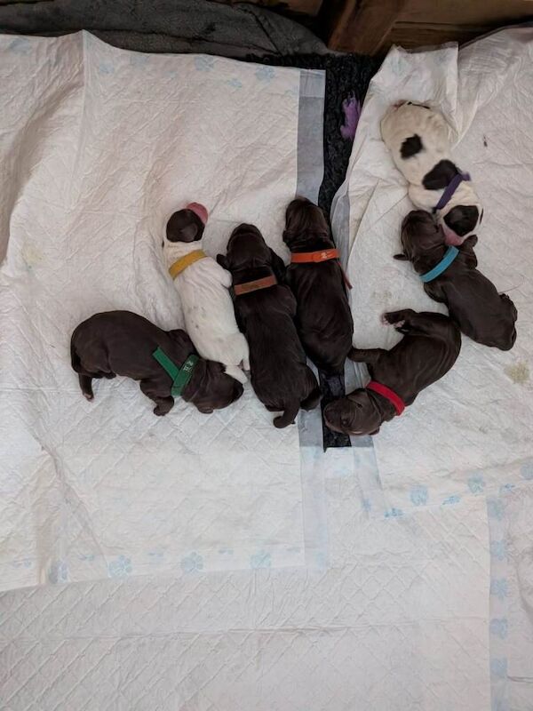 Cocker X Sprocker Pups - Image 3 of 5