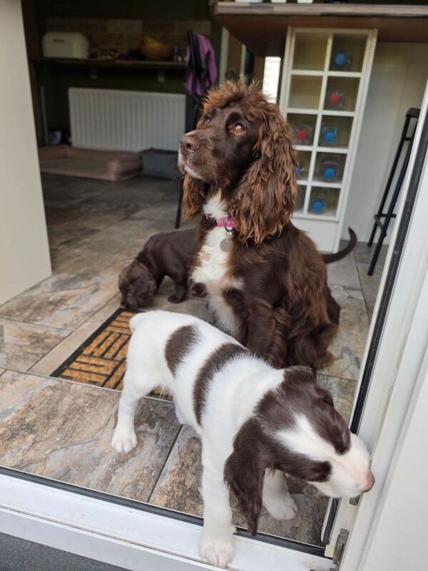 Cocker X Sprocker Pups - Image 4 of 5