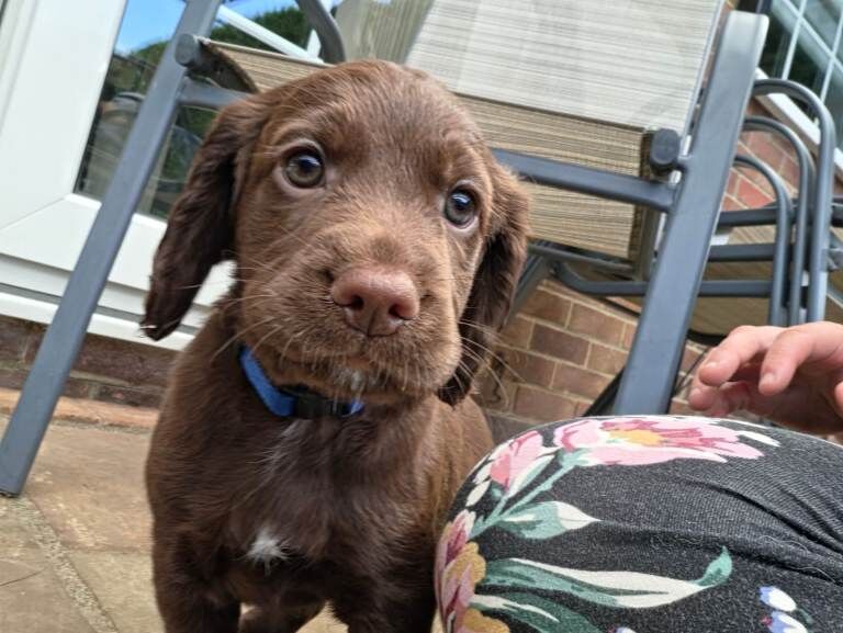 Cocker X Sprocker Pups - Image 5 of 5