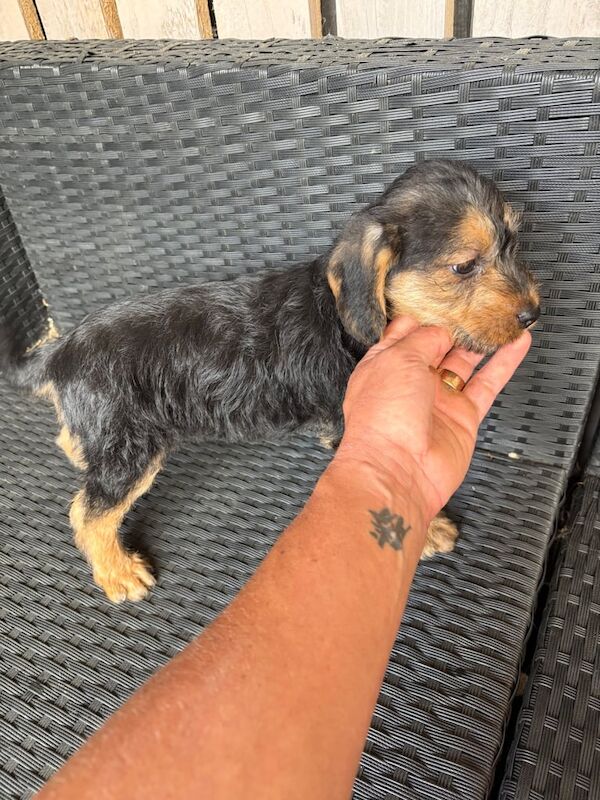 Cocker x terrier for sale in Hawkhurst, Kent