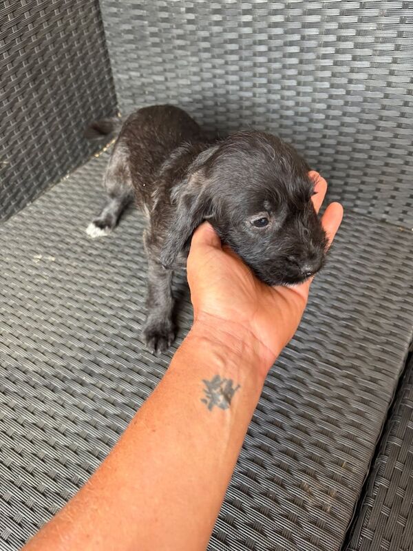 Cocker x terrier for sale in Hawkhurst, Kent | Image 3