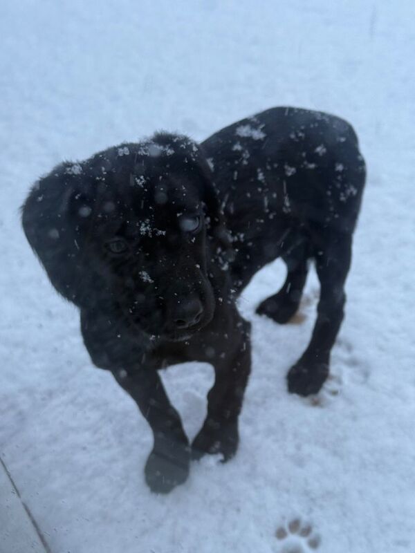 Cocker Spaniel puppies for sale in Houghton-le-Spring, Tyne and Wear – 3 months old