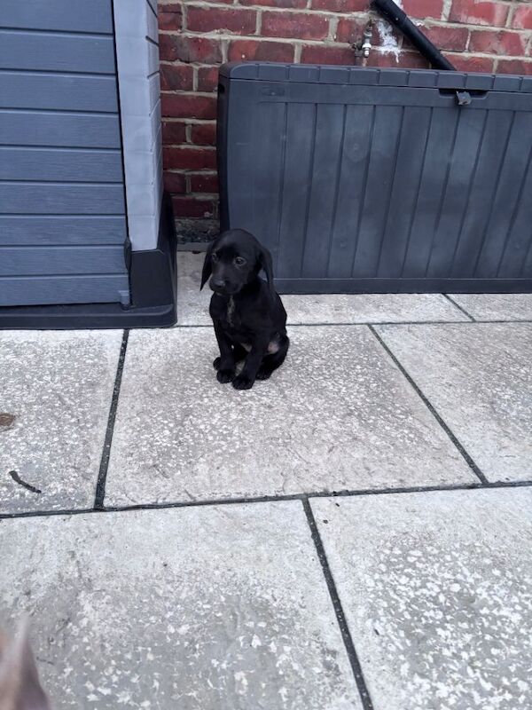 Cocker Spaniel puppies for sale in Houghton-le-Spring, Tyne and Wear – 11 weeks old - Image 2 of 5