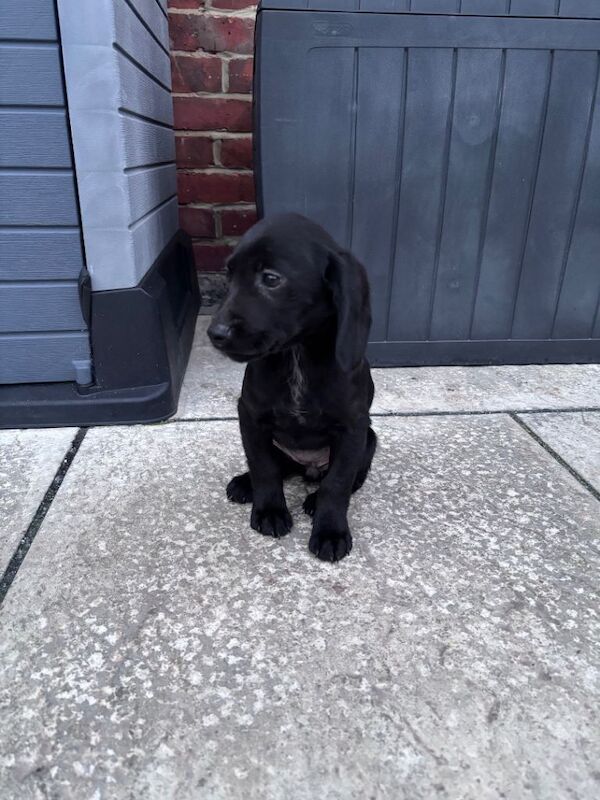 Cocker Spaniel puppies for sale in Houghton-le-Spring, Tyne and Wear – 11 weeks old - Image 3 of 5