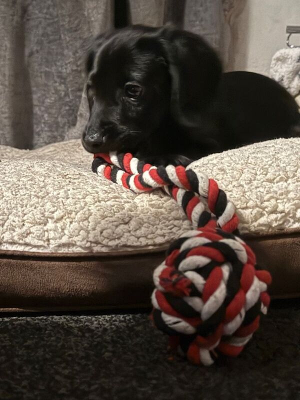 Cocker Spaniel puppies for sale in Houghton-le-Spring, Tyne and Wear – 11 weeks old - Image 4 of 5
