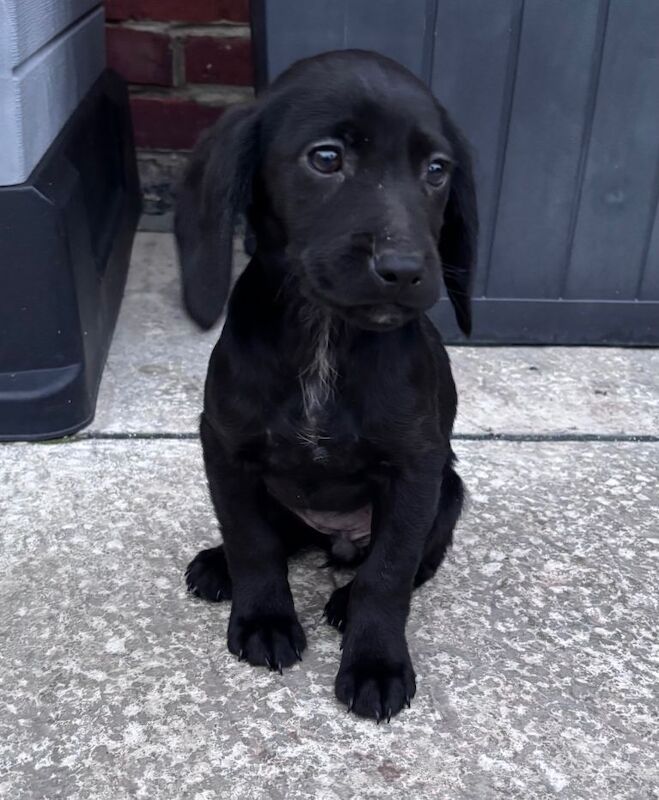 Cocker Spaniel puppies for sale in Houghton-le-Spring, Tyne and Wear – 11 weeks old - Image 5 of 5