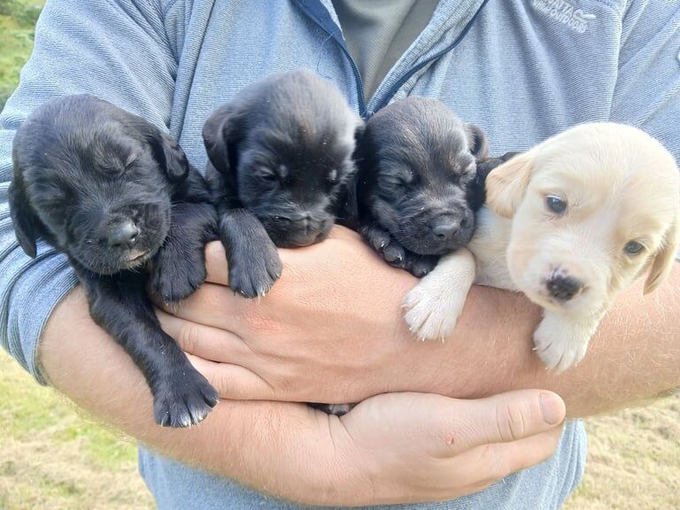 Cocker Spaniel puppies for sale in Lochgilphead / Ceann Loch Gilb, Argyll and Bute – 3 weeks old