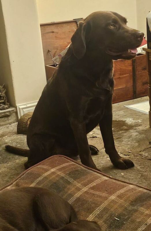 Cocker Spaniel puppies for sale in Yeovil, Somerset – 10 weeks old