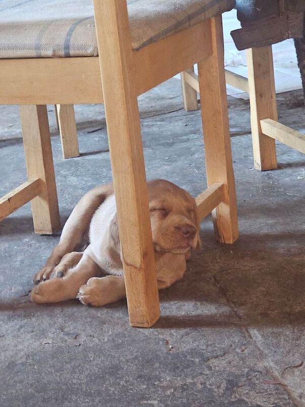 Cocker Spaniel puppies for sale in Yeovil, Somerset โ 10 weeks old - Image 2 of 3