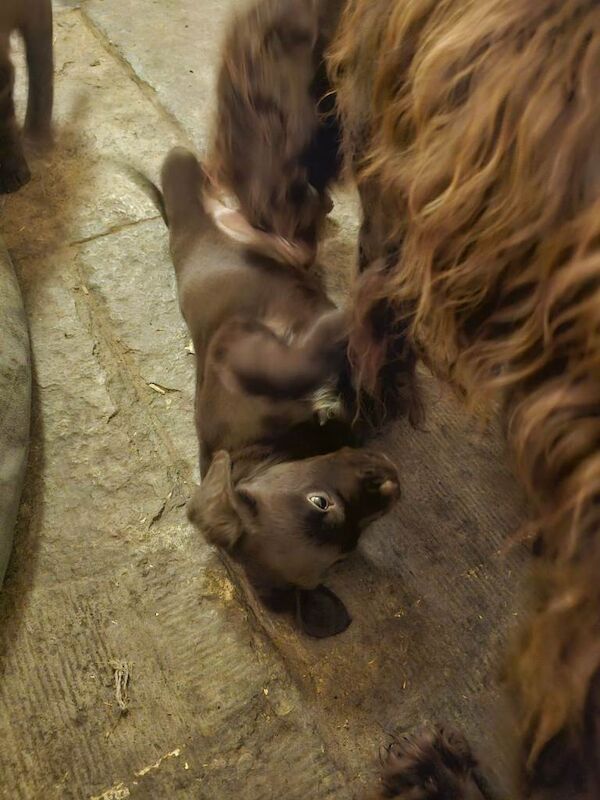 Cocker Spaniel puppies for sale in Yeovil, Somerset โ 10 weeks old - Image 3 of 3