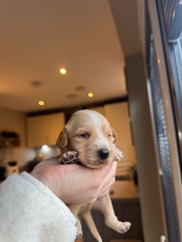 Cocker Spaniel puppies for sale in Auchterarder, Perth and Kinross – KC registered, 3 weeks old