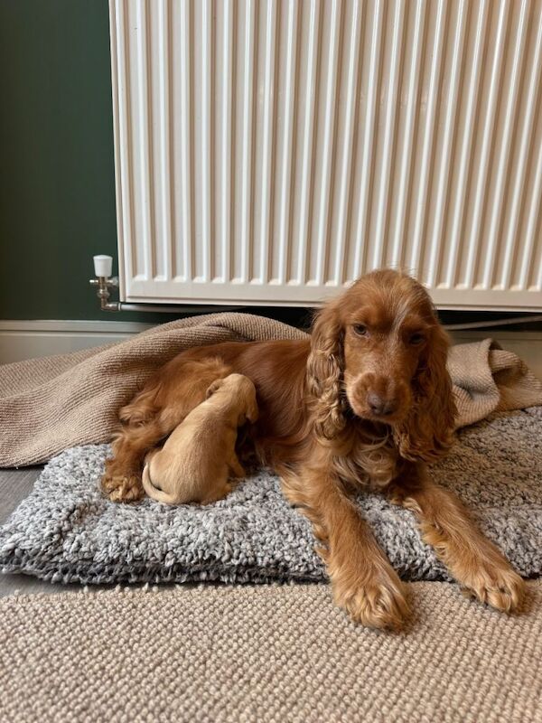 Cocker Spaniel puppies for sale in Auchterarder, Perth and Kinross – KC registered, 6 weeks old - Image 2 of 5