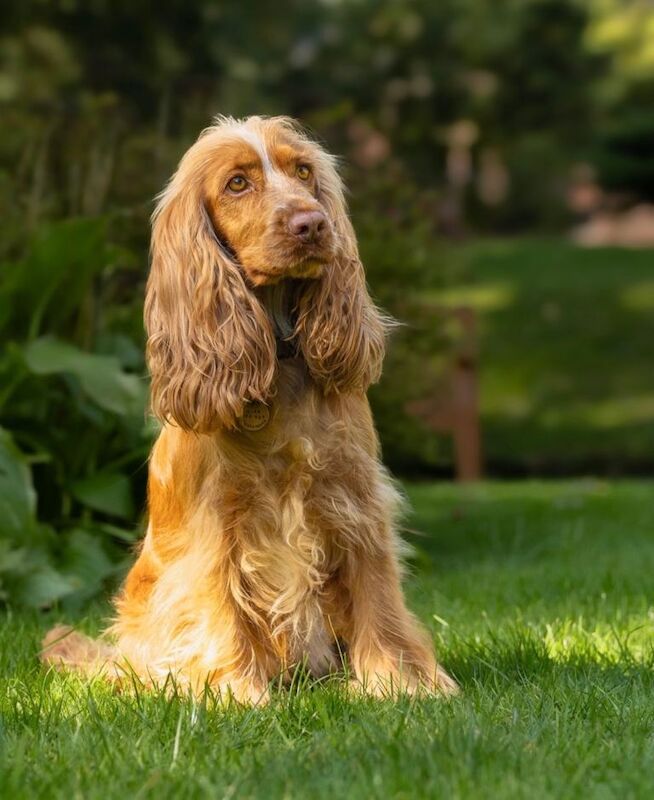 Cocker Spaniel puppies for sale in Auchterarder, Perth and Kinross – KC registered, 6 weeks old - Image 3 of 5