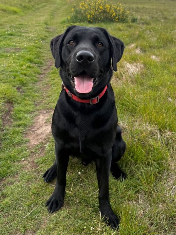 Cocker Spaniel puppies for sale in Auchterarder, Perth and Kinross – KC registered, 6 weeks old - Image 4 of 5