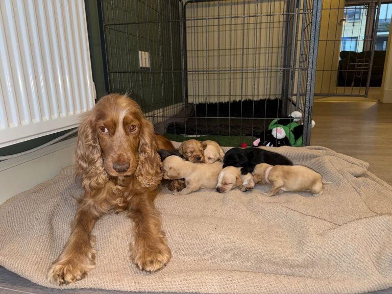 Cocker Spaniel puppies for sale in Auchterarder, Perth and Kinross – KC registered, 6 weeks old - Image 5 of 5