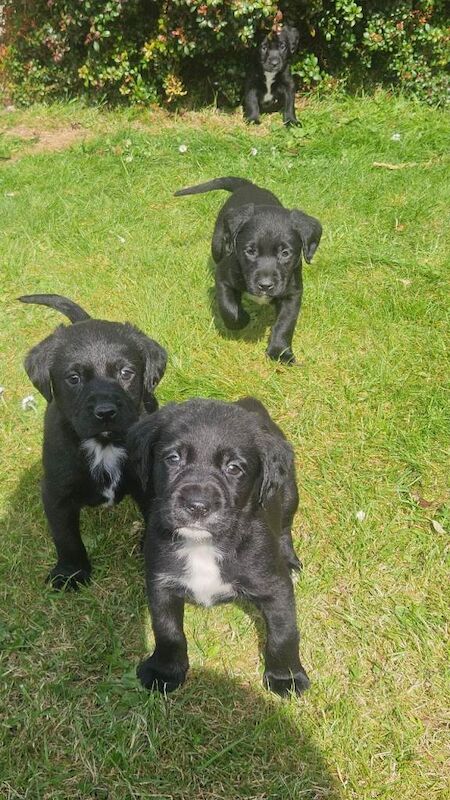 Cockerdors - Image 2 of 4