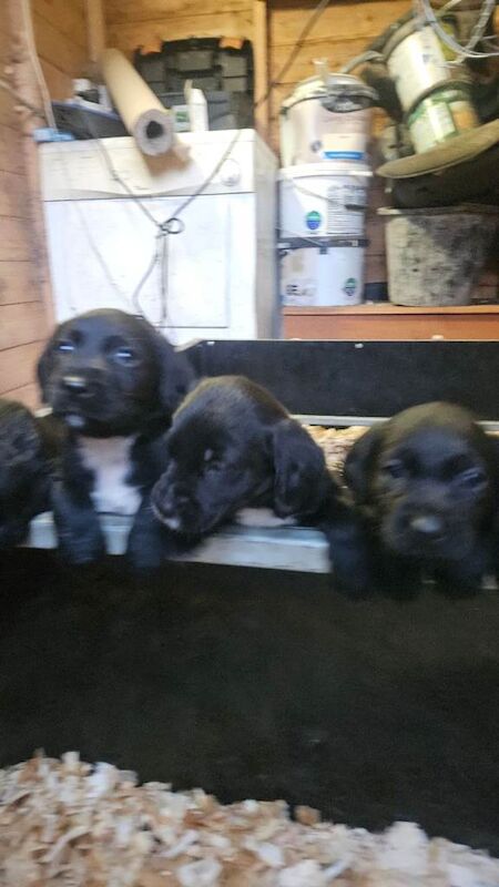 Cockerdors - Image 3 of 4