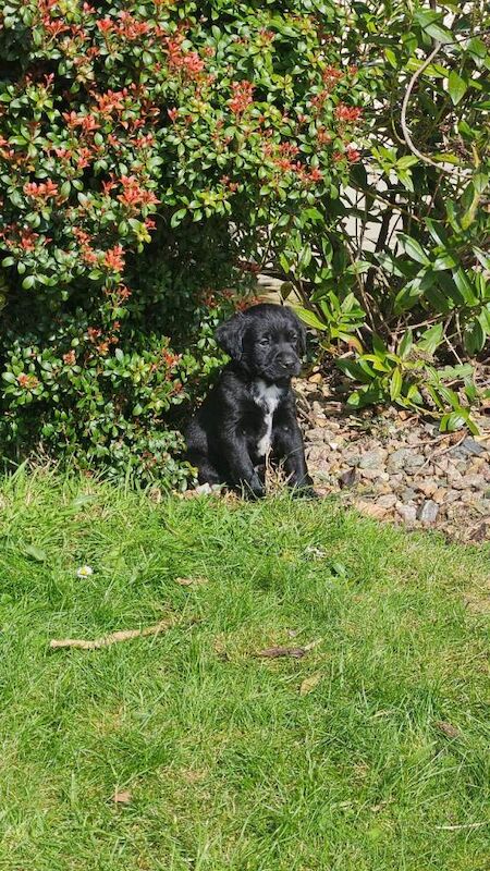 Cockerdors - Image 4 of 4