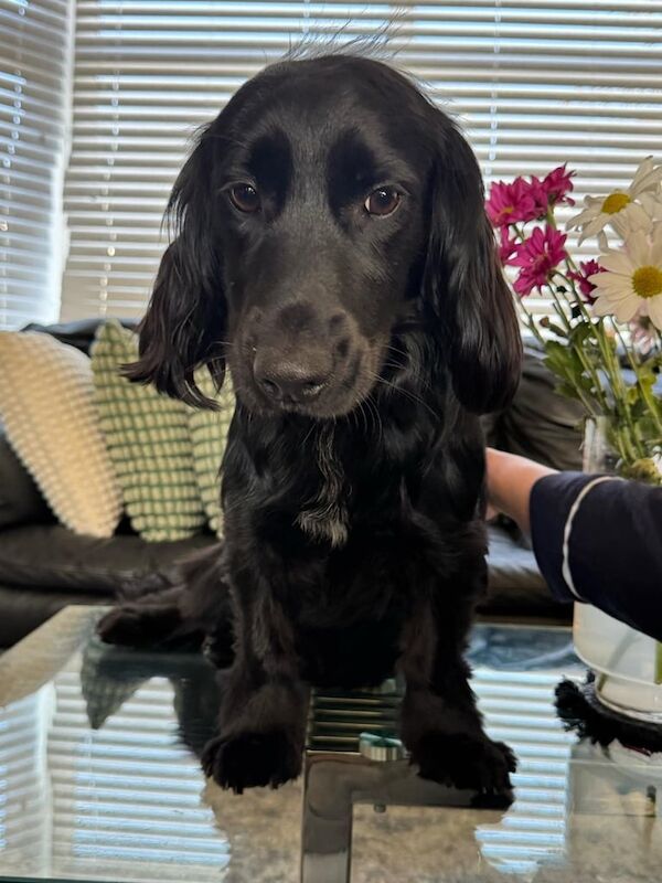 Cocker Spaniel puppies for sale in Redbridge, Greater London – 1 year old - Image 1 of 3