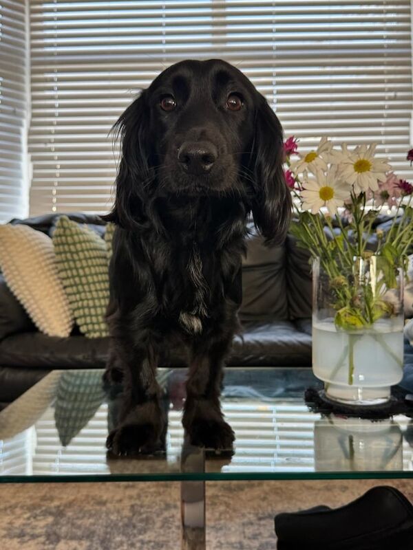 Cocker Spaniel puppies for sale in Redbridge, Greater London – 1 year old - Image 2 of 3