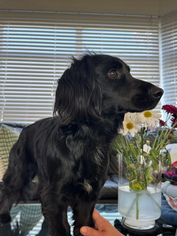 Cocker Spaniel puppies for sale in Redbridge, Greater London – 1 year old - Image 3 of 3