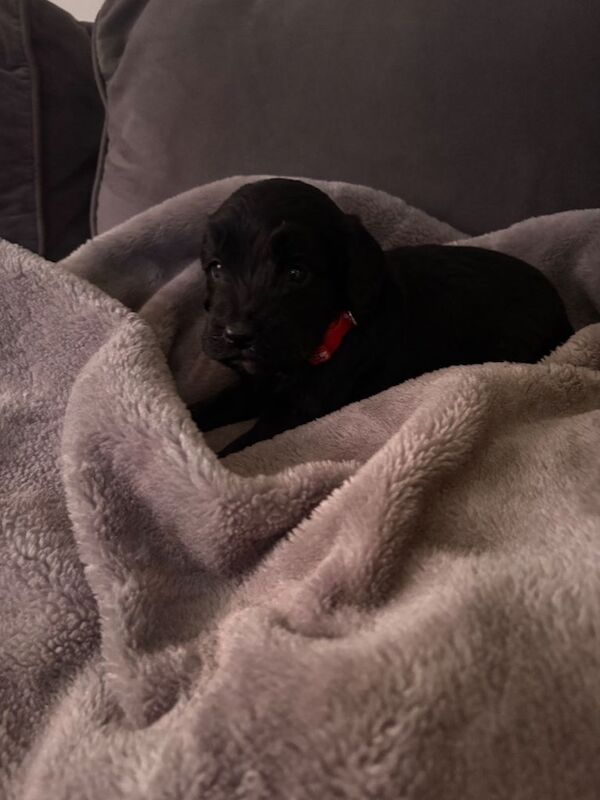 Cocker Spaniel puppies for sale in Halesworth, Suffolk – 3 months old