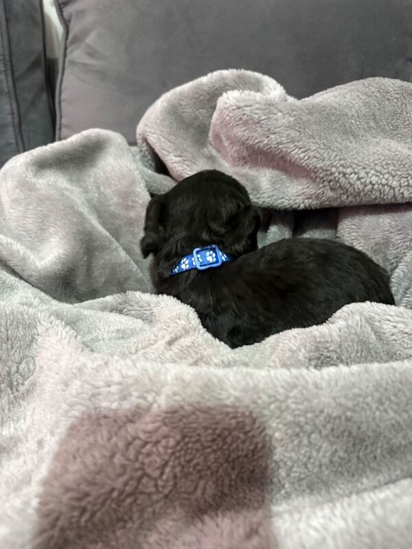 Cocker Spaniel puppies for sale in Halesworth, Suffolk – 3 months old - Image 2 of 6