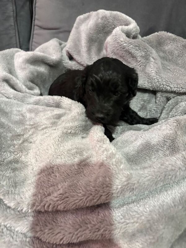 Cocker Spaniel puppies for sale in Halesworth, Suffolk – 3 months old - Image 5 of 6