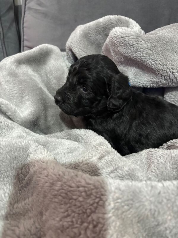 Cocker Spaniel puppies for sale in Halesworth, Suffolk – 3 months old - Image 6 of 6