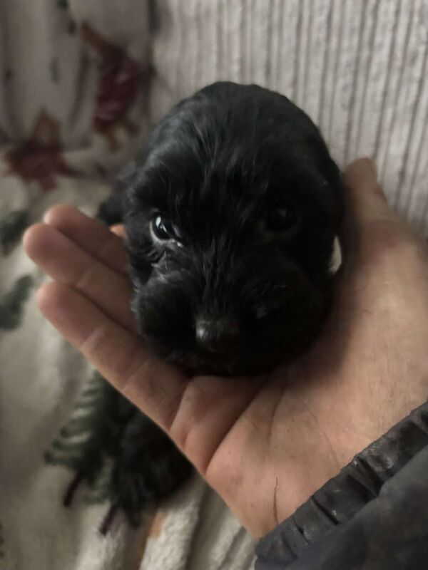 Cocker Spaniel puppies for sale in Nuneaton, Warwickshire – 1 year old - Image 2 of 3