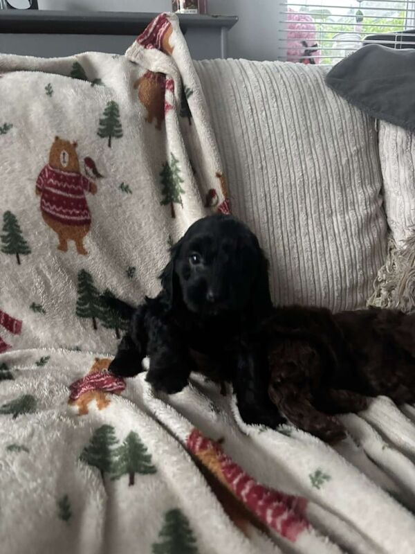 Cocker Spaniel puppies for sale in Nuneaton, Warwickshire – 1 year old - Image 3 of 3