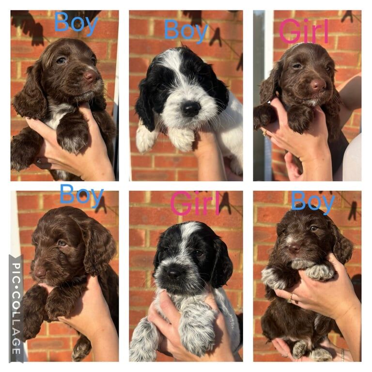 Cocker Spaniel puppies for sale in Lenham, Kent – 5 months old - Image 2 of 3