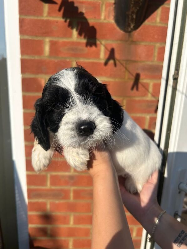 Cocker Spaniel puppies for sale in Lenham, Kent – 5 months old - Image 3 of 3