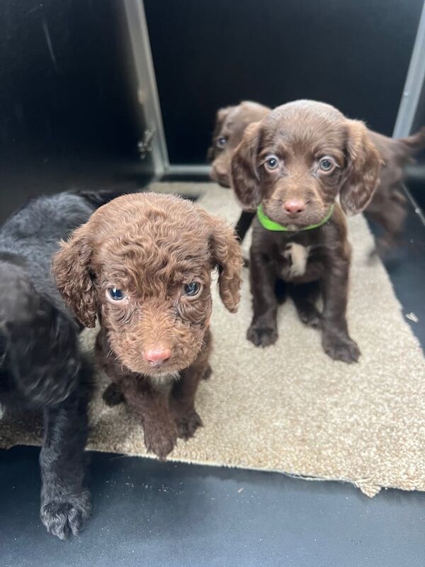 Cocker Spaniel puppies for sale in Kirkby-in-Ashfield, Nottinghamshire – 9 weeks old