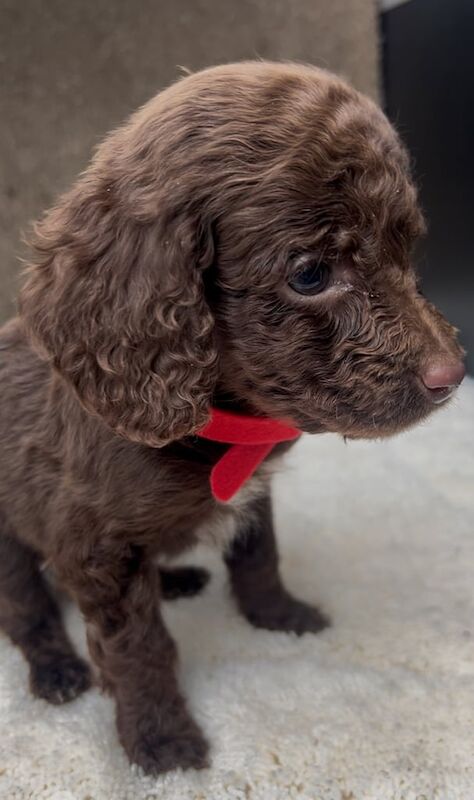 Cocker Spaniel puppies for sale in Kirkby-in-Ashfield, Nottinghamshire – 9 weeks old - Image 2 of 4