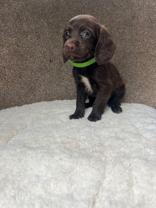 Cocker Spaniel puppies for sale in Kirkby-in-Ashfield, Nottinghamshire – 9 weeks old - Image 3 of 4
