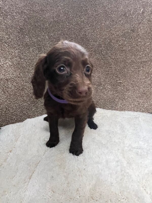 Cocker Spaniel puppies for sale in Kirkby-in-Ashfield, Nottinghamshire – 9 weeks old - Image 4 of 4