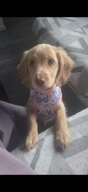 Cocker Spaniel puppies for sale in Hatfield, Hertfordshire – 3 months old