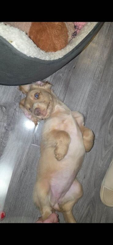 Cocker Spaniel puppies for sale in Hatfield, Hertfordshire – 3 months old - Image 2 of 2