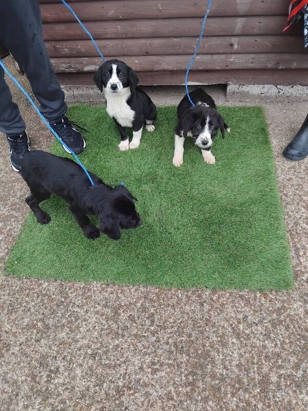 Cocker Spaniel puppies for sale in Dungannon, County Tyrone – 8 weeks old
