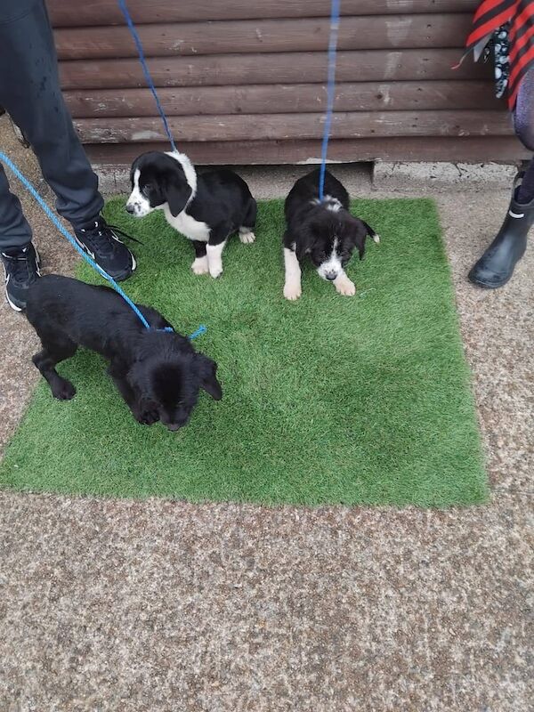 Cocker Spaniel puppies for sale in Dungannon, County Tyrone – 8 weeks old - Image 2 of 3