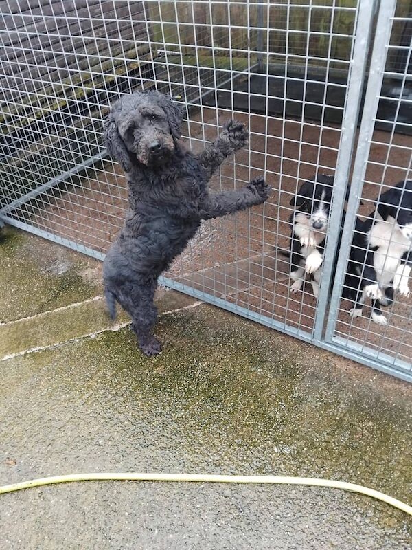 Cocker Spaniel puppies for sale in Dungannon, County Tyrone – 8 weeks old - Image 3 of 3