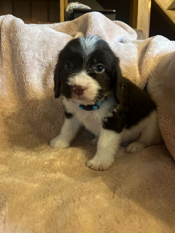 Cocker Spaniel puppies for sale in Wrexham / Wrecsam, Clwyd – 8 weeks old
