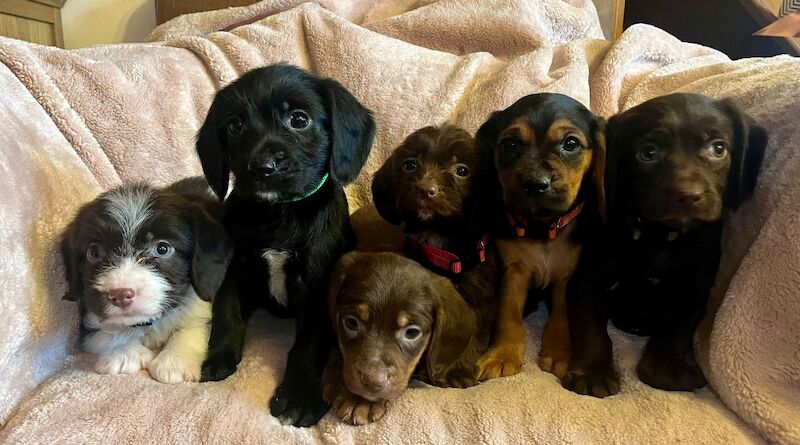 Cocker Spaniel puppies for sale in Wrexham – 6 months old - Image 2 of 4