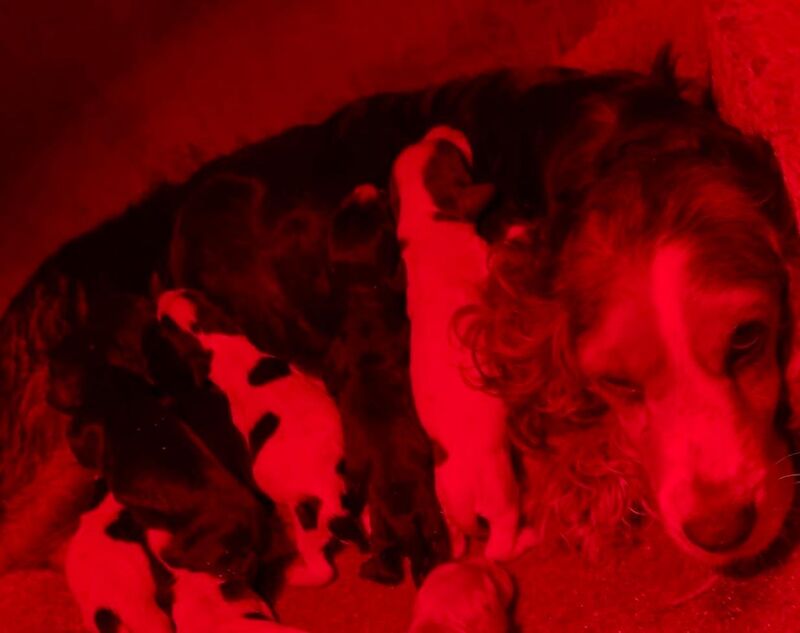 Cocker Spaniel puppies for sale in Wrexham – 6 months old - Image 4 of 4