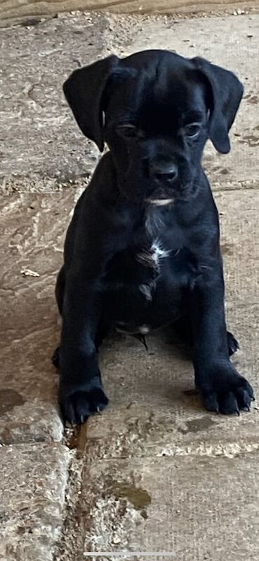 Cocker Spaniel puppies for sale in Abingdon, Oxfordshire – KC registered, 10 weeks old