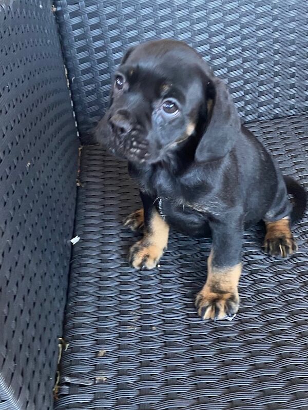 Cocker Spaniel puppies for sale in Abingdon, Oxfordshire – KC registered, 10 weeks old - Image 2 of 3