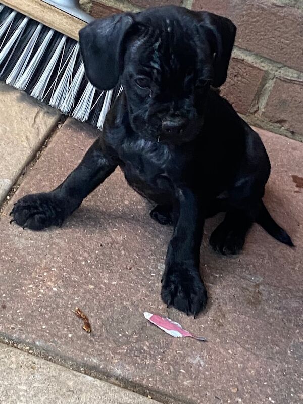Cocker Spaniel puppies for sale in Abingdon, Oxfordshire – KC registered, 10 weeks old - Image 3 of 3
